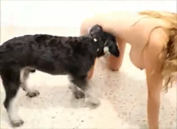 Dog to dog porn in Benoni